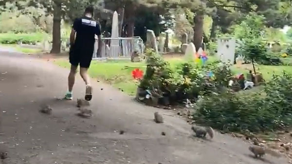 'Don’t miss this': Video of man Jogging with squirrels goes viral