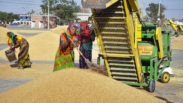 Explained: How wheat is procured in India?