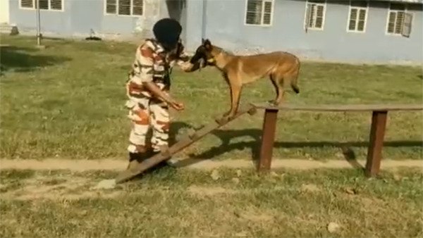 WATCH: The first ever batch of 8 women dog handlers of ITBP train with K9 pups