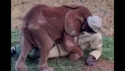 Video of a baby elephant cuddling with its keeper goes viral