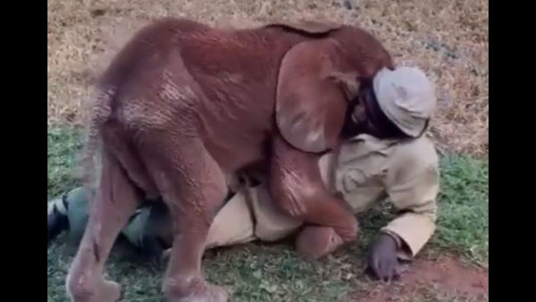 Video of a baby elephant cuddling with its keeper goes viral