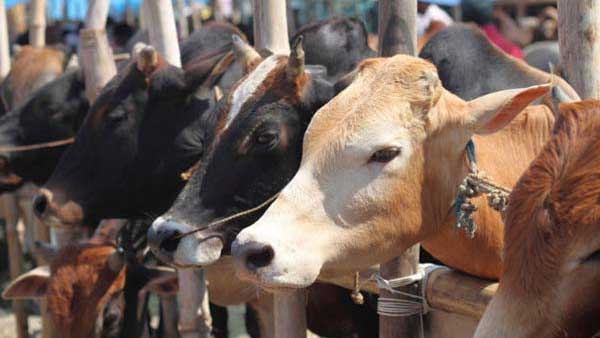 Amethi:  3 held for cow slaughter after encounter, 2 including cop injured