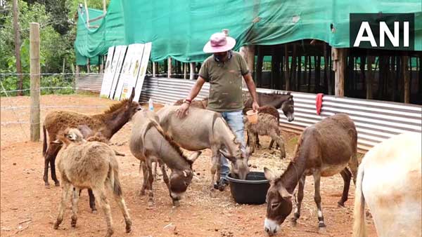 Karnataka: Man quits IT job to open 'Donkey Milk Farm' in Mangaluru