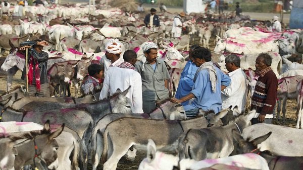 A BA graduate quits IT job to start first donkey farm in Karnataka