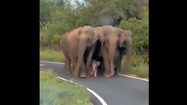 Viral: This video of baby elephant being escorted by herd will make your day