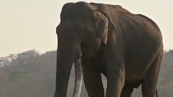 Mr Kabini no more: Wildlife lovers mourn 60-year-old elephant with longest tusks