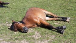 Viral: Horse pretends to be asleep to avoid work, netizens can relate