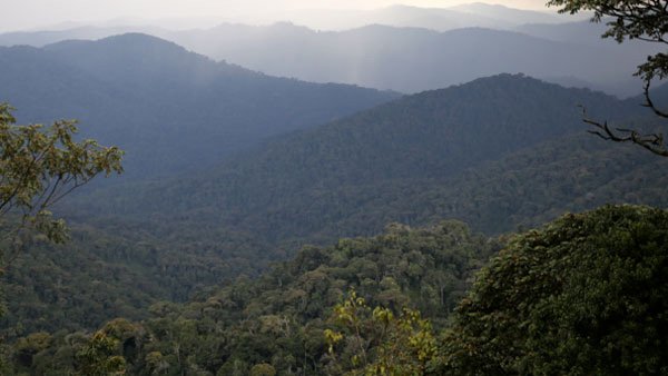 World Rainforest Day 2022: Interesting facts about this day