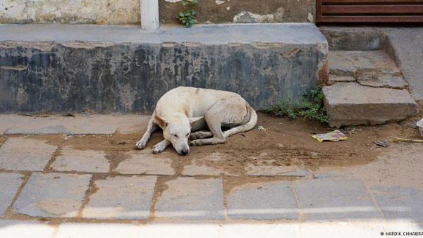 India's forgotten stray animals suffer under record heat