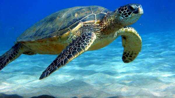 World Sea Turtle Day 2022: All you need to know