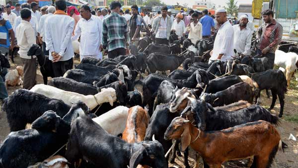 No ban on animal slaughter in Haridwar on Bakr Eid: HC