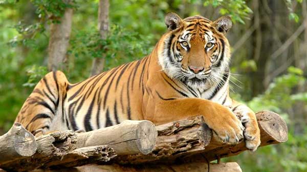 Remembering Machli: The tiger who got "Lifetime Achievement award"