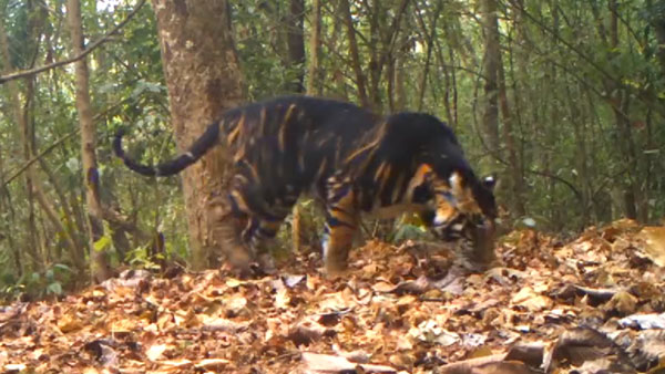 Watch: Black tiger marks its territory in Odisha's Similipal National Park