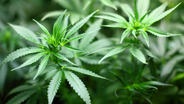 Cannabis, bhang can be alternatives to liquor to prevent crime says BJP MLA