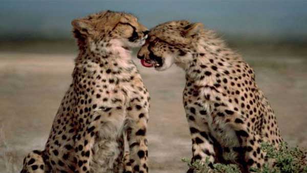 'Extinct' cheetahs' homecoming: India signs pact with Namibia