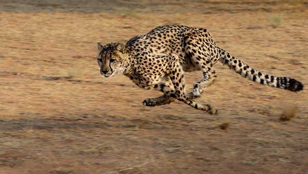 Madhya Pradesh park gears up to welcome cheetahs