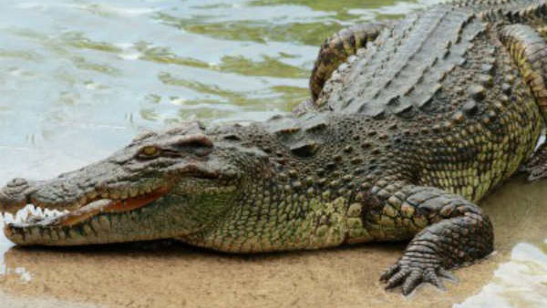 Crocodile swallows 7-year-old boy in Madhya Pradesh