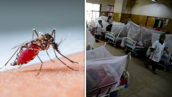 Delhi registers 16 dengue new cases in July