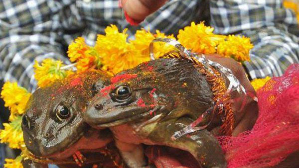 Frogs married off in UP to please rain God, end drought like situation