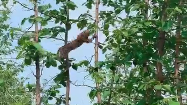 WATCH: Hungry leopard hunts baby monkey, internet impressed