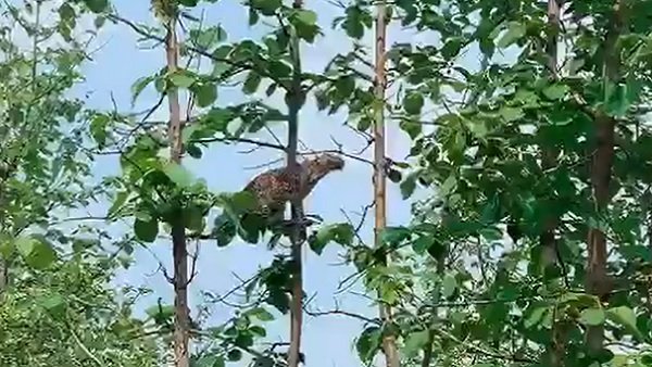 Viral video: See how leopard hunted down a baby monkey