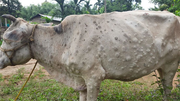 What is the Lumpy Skin Disease that has claimed lives of 1,200 cattle in Rajasthan