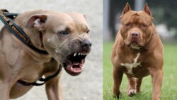 Pet pit bull mauls 82-year-old woman to death in Lucknow