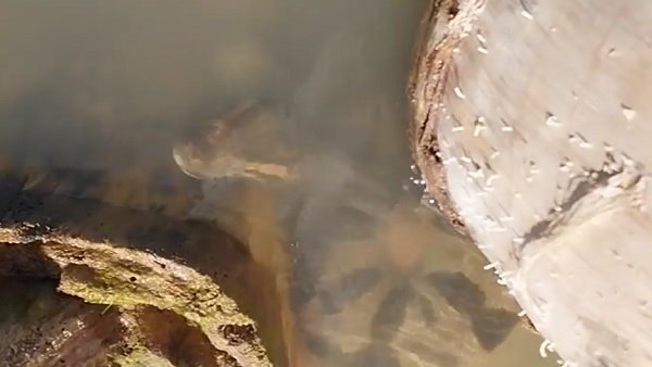 Caught on cam: Anaconda comes out of water, bites tour guide