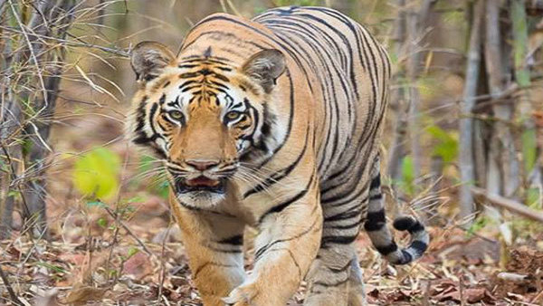 Global Tiger population up by 40%, but they are still under threat