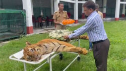 Raja, one of the oldest tigers in India, dies at 25