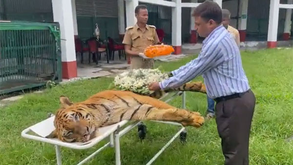 Raja, one of the oldest tigers in India, dies at 25