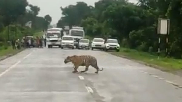 Viral video: Traffic police stops commuters to allow tiger to cross road