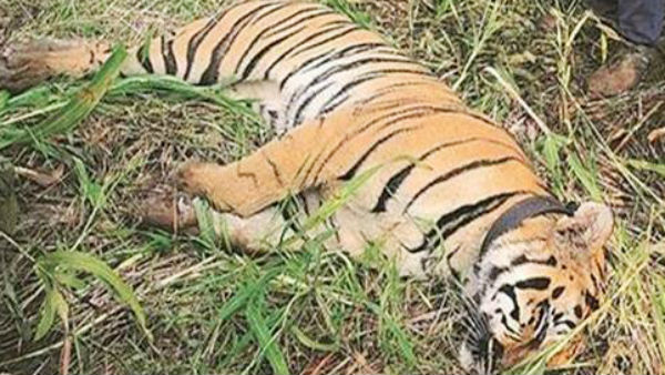India lost 329 tigers in 3 years, including 29 due to poaching