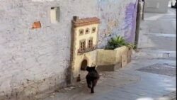 Viral video: Kittens beautiful home on a street will leave you in awe