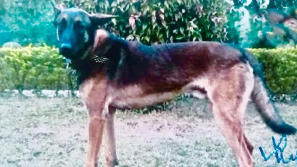 Govt honours Axel, the Army dog who helped killed terrorist