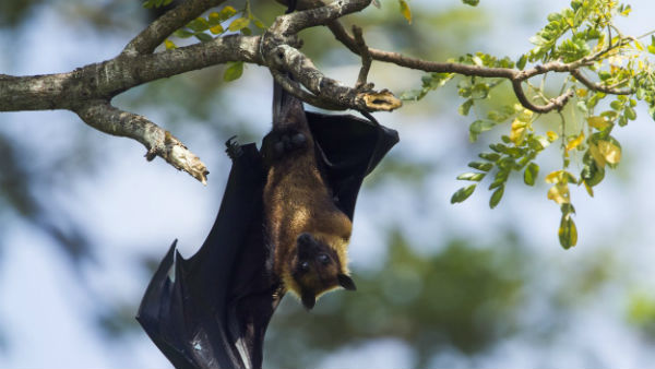 Nipah virus: Will it be the next pandemic? Know everything about this zoonotic virus