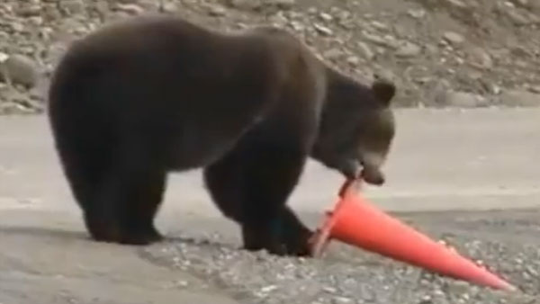 This bear’s act of precision leaves internet in awe