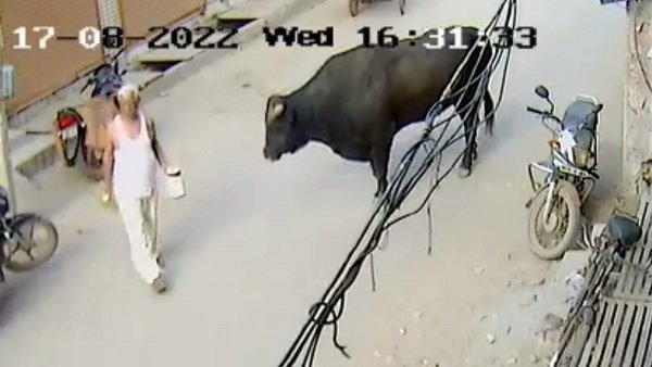 Caught on camera: Bull attacks old man in Faridabad