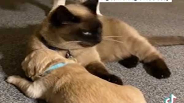 Watch: Cat consoles crying golden retriever puppy