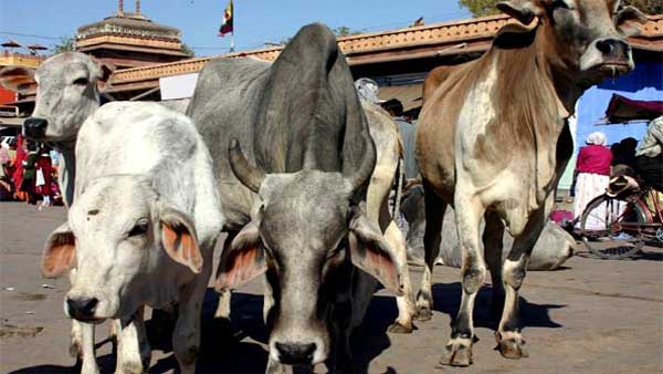 Probe ordered after 50 cattle die at cow shelter in UP