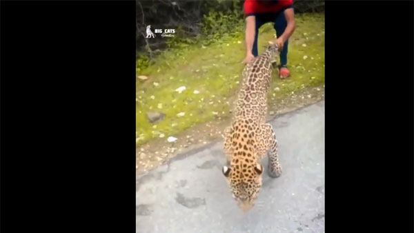 Watch: Man pulls leopard by tail in shocking video; Netizens shocked