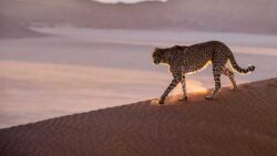 MP: 250 chital deer herded for cheetahs