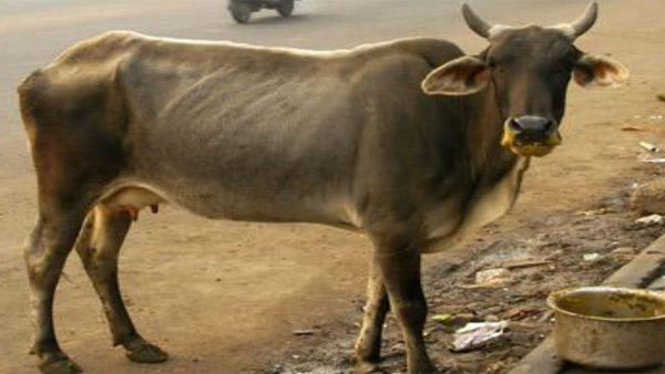 Case against Madhya Pradesh man for unnatural act with cow