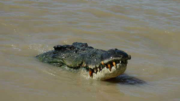 Crocodile mauls man in Gujarat, body found after several hours