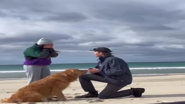 Viral video: Golden retriever's reaction to this proposal is pure gold