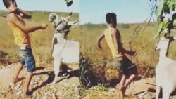 Viral Video: Man kicks donkey mercilessly, karma hits him back instantly