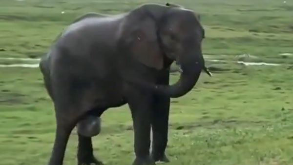 Viral video: Elephant gives birth to calf and the response of the herd leaves you in awe