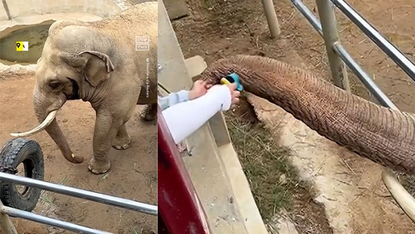 Elephant returns child’s shoe that fell into Zoo enclosure | Video