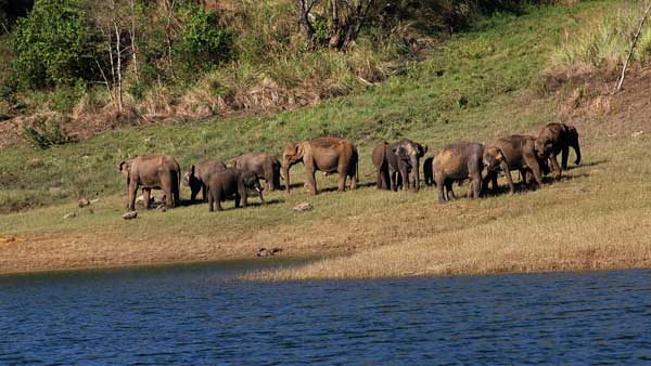 World Elephant Day: PM Modi shares stunning images