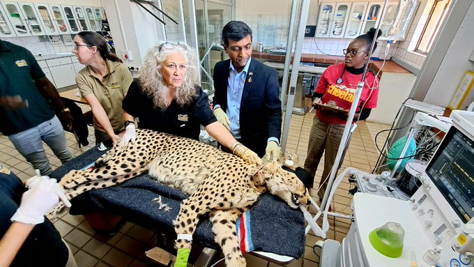 Ahead of their maiden journey to MP's Kuno Park, African Cheetahs get health checkups